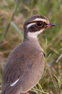 Bronze-winged Courser - close up