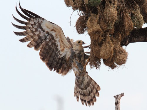 Immature African Harrier Hawk hanging on underside of Weaver nest colony, with wings spread, trying to catch nestlings