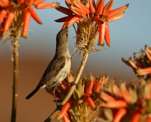 Female Dusky Sunbird drinking nectar from Alos sp.