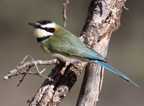 Whitethroated Bee-Eater perched in tree