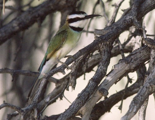 First ever Southern African record for Whitethroated Bee-eater