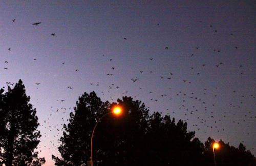 Amur Falcons returning to winter roost after sunset