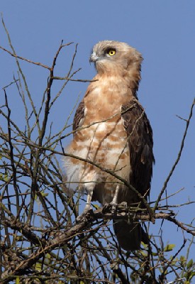 Black-chested Snake Eagle - Immature perched