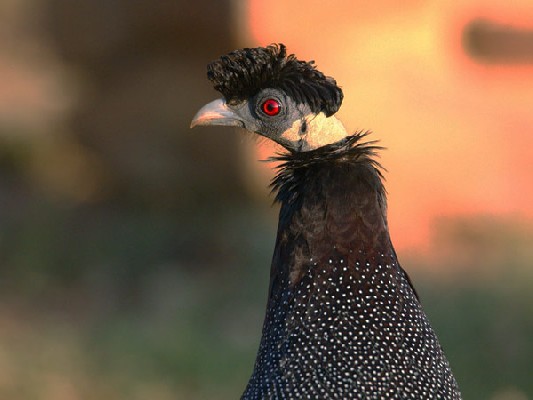 Southern Crested Guineafowl