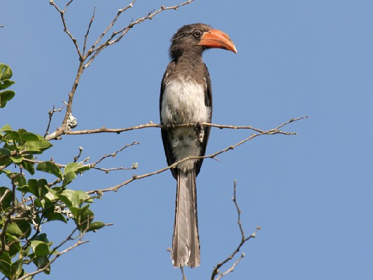 Crowned Hornbill perched