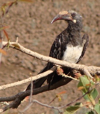 Hemprich's Hornbill, Adi Quala