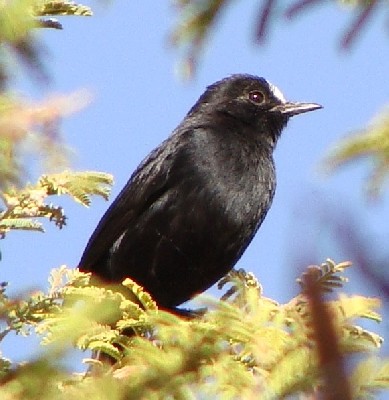 White-fronted Black Chat, Eritrea