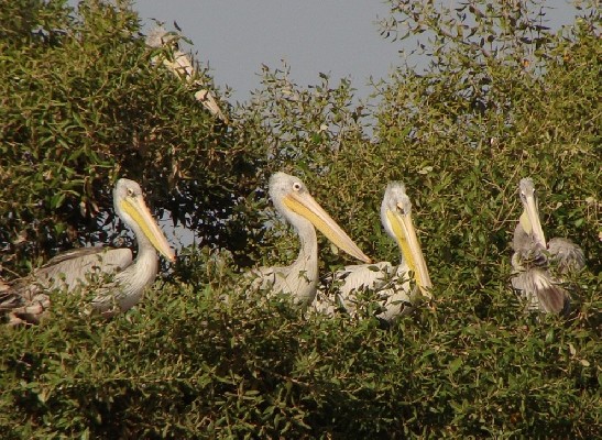 Pink-backed Pelican on nest site, Green Island, Massawa