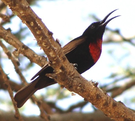 Male Scarlet-chested Sunbird displaying