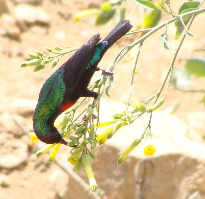 Male Shining Sunbird, Eritrea