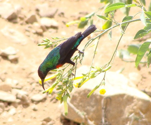 Shining Sunbird, Eritrea