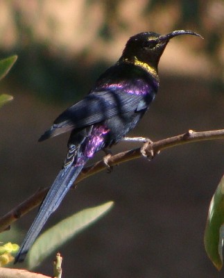 Male Tacazze Sunbird, Eritrea