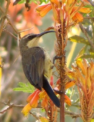 Female Tacazze Sunbird, Adi Keih, Eritrea