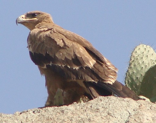 Steppe Eagle, Asmara Rubbish Dump, Eritrea