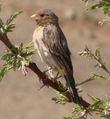 presumed Juvenile White-throated Seed-eater, Eritrea