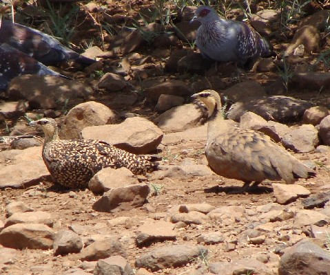 Adult male and female Yellow-throated Sandgrouse