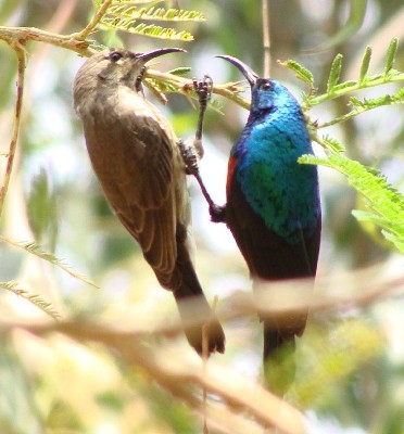 male and female Red-chested Sunbird