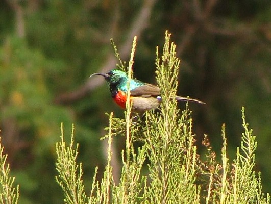 Rwenzori Double-collared Sunbird, Nyungwe