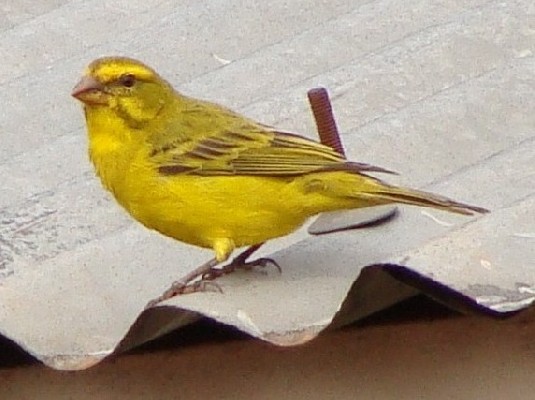 Brimstone Canary, Kibungo E. Rwanda
