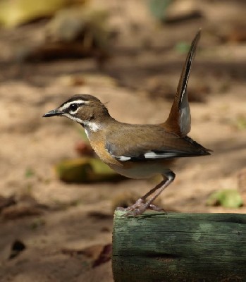 Bearded Scrub Robin mobbing a Puff Adder