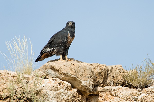 Jackal Buzzard