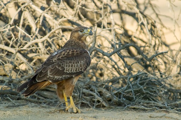 Common Buzzard