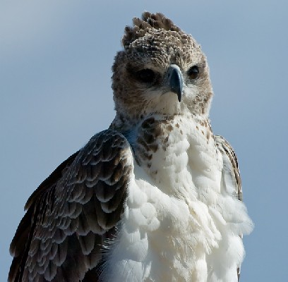 Portrait of a Martial Eagle