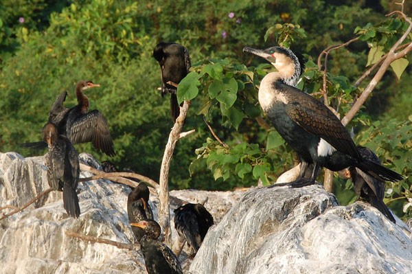 Great Cormorant with Long-tailed Cormorants