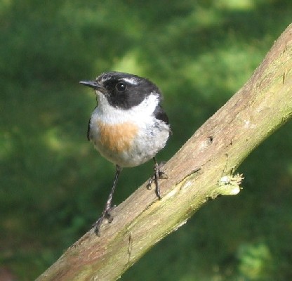 Reunion Stonechat
