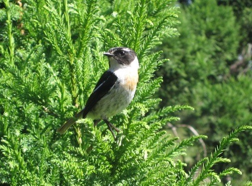 Reunion Stonechat