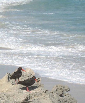 African Black Oystercatcher