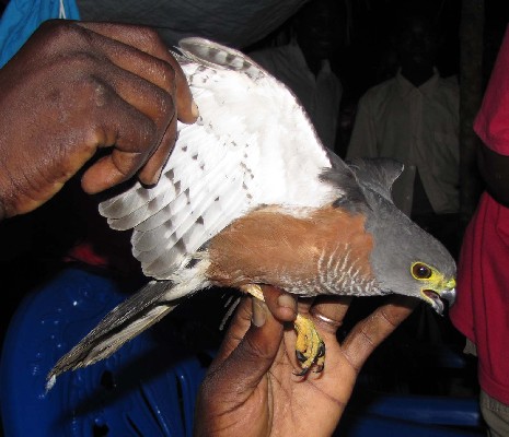 Chestnut-flanked Sparrowhawk