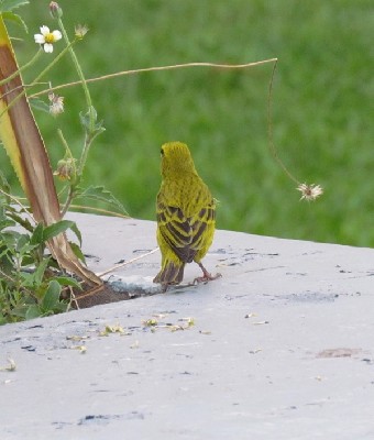 Black-faced Canary back view