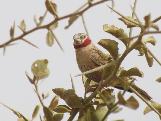 Cut-throat Finch perched