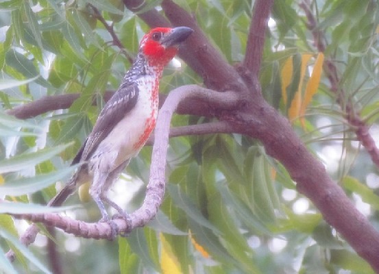 Vieillot's Barbet seen from my window and through the mosquito net