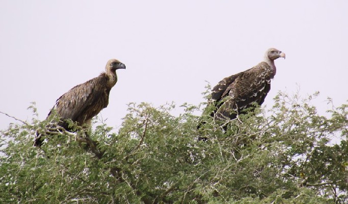 Ruppell's Vultures perched