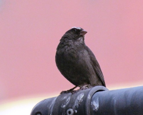 Brown-rumped Seedeater on our office balcony