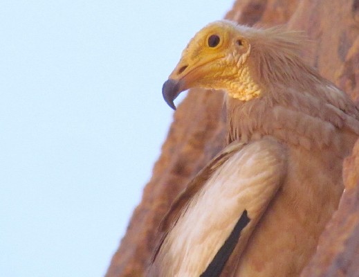 Egyptian Vulture close-up
