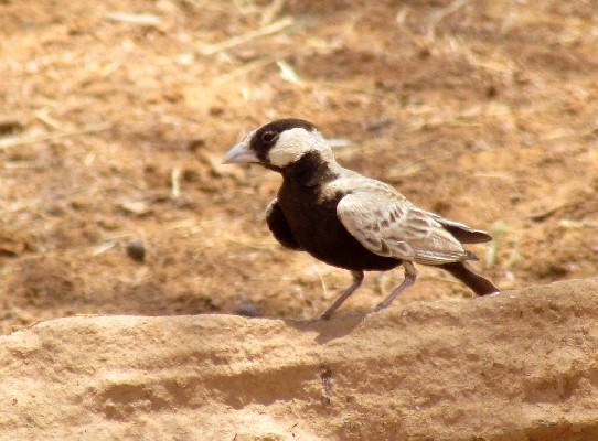 Black-crowned Sparrow Lark