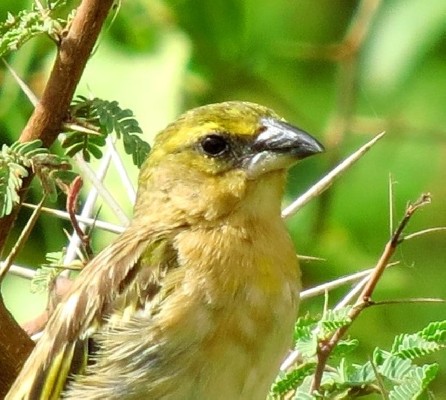 Northern Masked Weaver close-up
