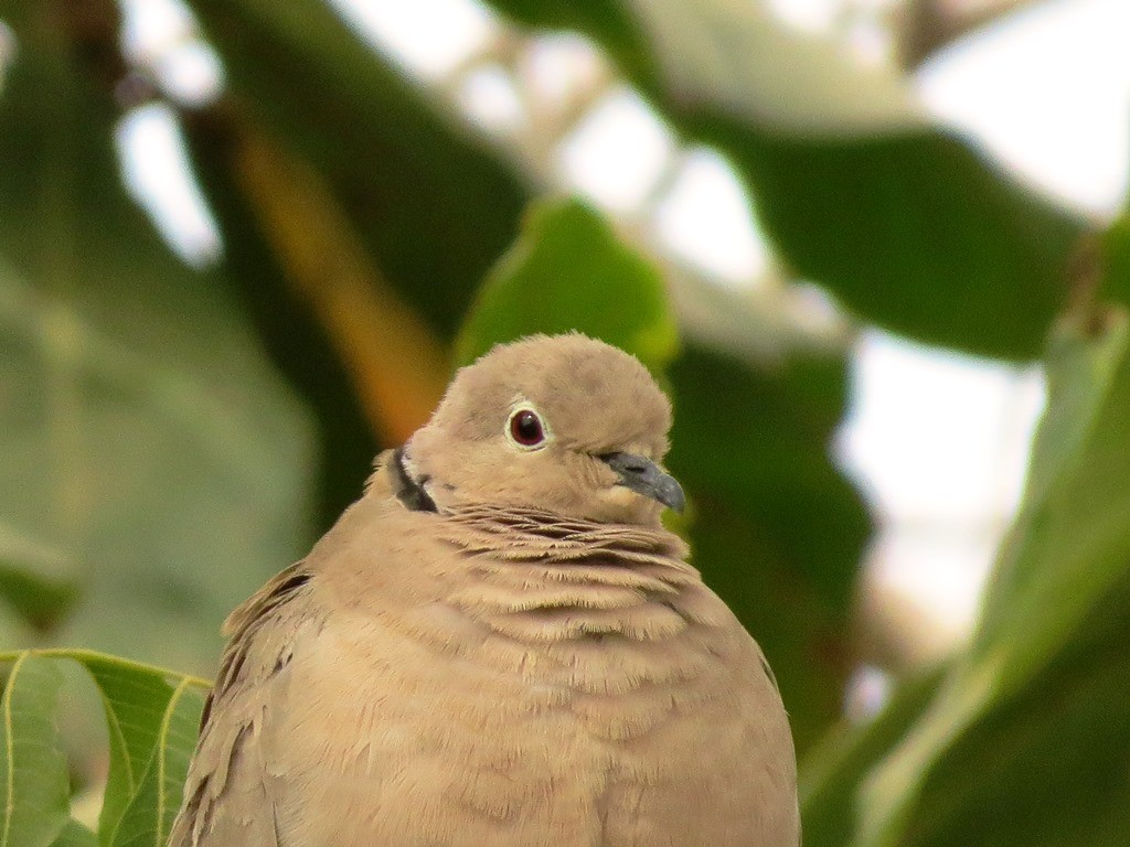 African Collared Dove, portrait