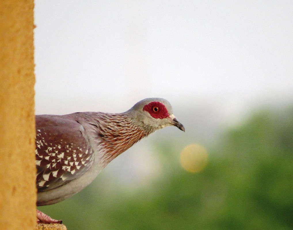 Speckled Pigeon - observing neighborhood