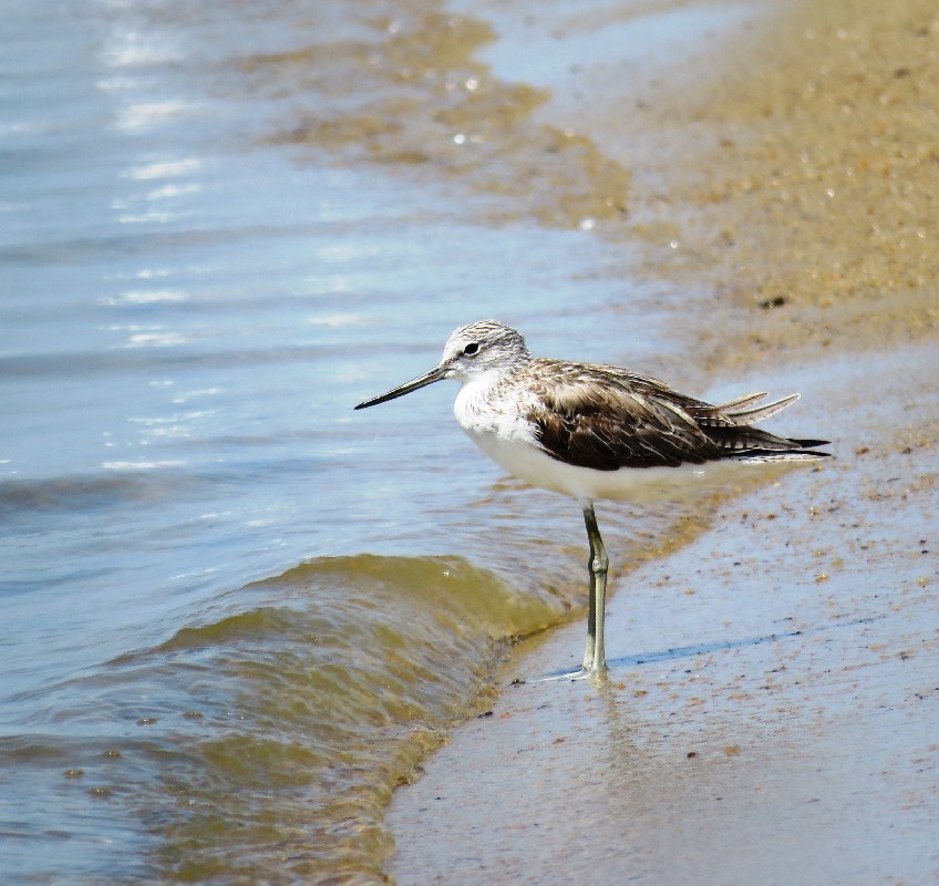 Common Greenshank, adult on a shore 