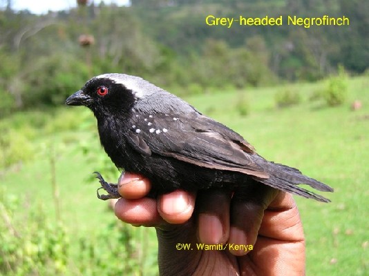 Grey-headed Negrofinch