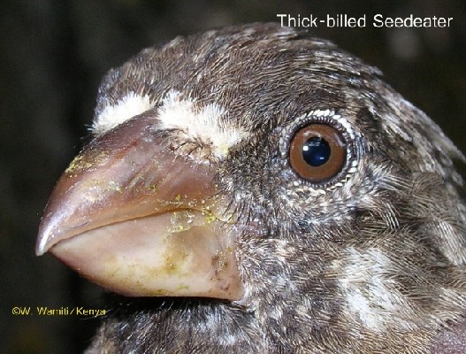 Head of the Thick-billed Seedeater