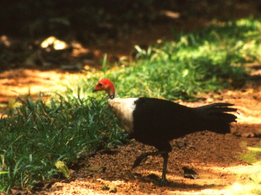 White-breasted Guineafowl crossing track