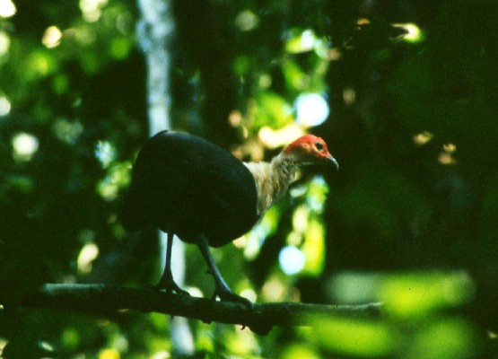White-breasted Guineafowl perched in tree in deep forest shade