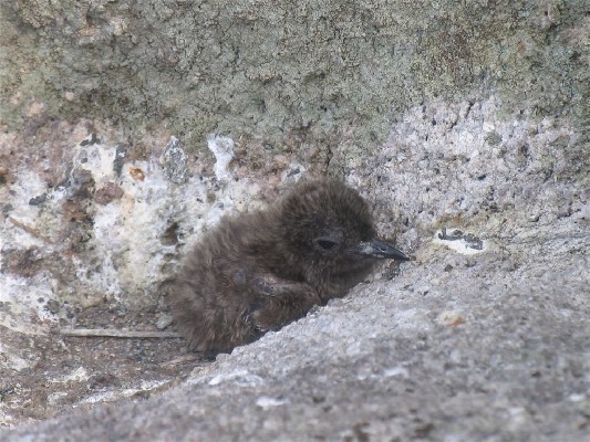 Bridled tern chick