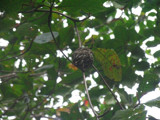 Seychelles paradise flycatcher nest