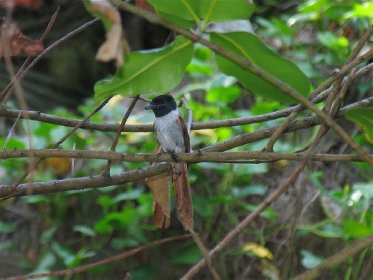 Adult female Seychelles paradise flycatcher